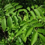 The pinnately compound leaves of Black Ash (Fraxinus nigra)