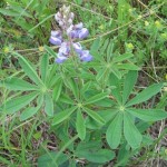 The palmately compound leaves of Wild Lupine (Lupinus perennis)