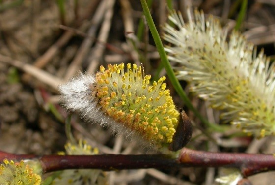 monoecious-vs-dioecious-orbis-environmental-consultingorbis