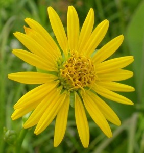 Flower head of prairie dock (Silphium terebinthinaceum), showing radially symmetrical disc florets and strap-like ray florets with fused petals.