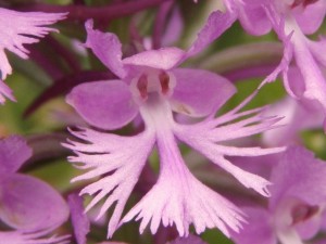 A zygomorphic flower of small purple fringed orchid (Platanthera psycodes); identical halves only result when this flower is cut in the single direction shown.