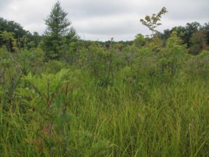 bog 1 compressed_8-18-2014_Lydick Bog, St. Joseph County, Indiana