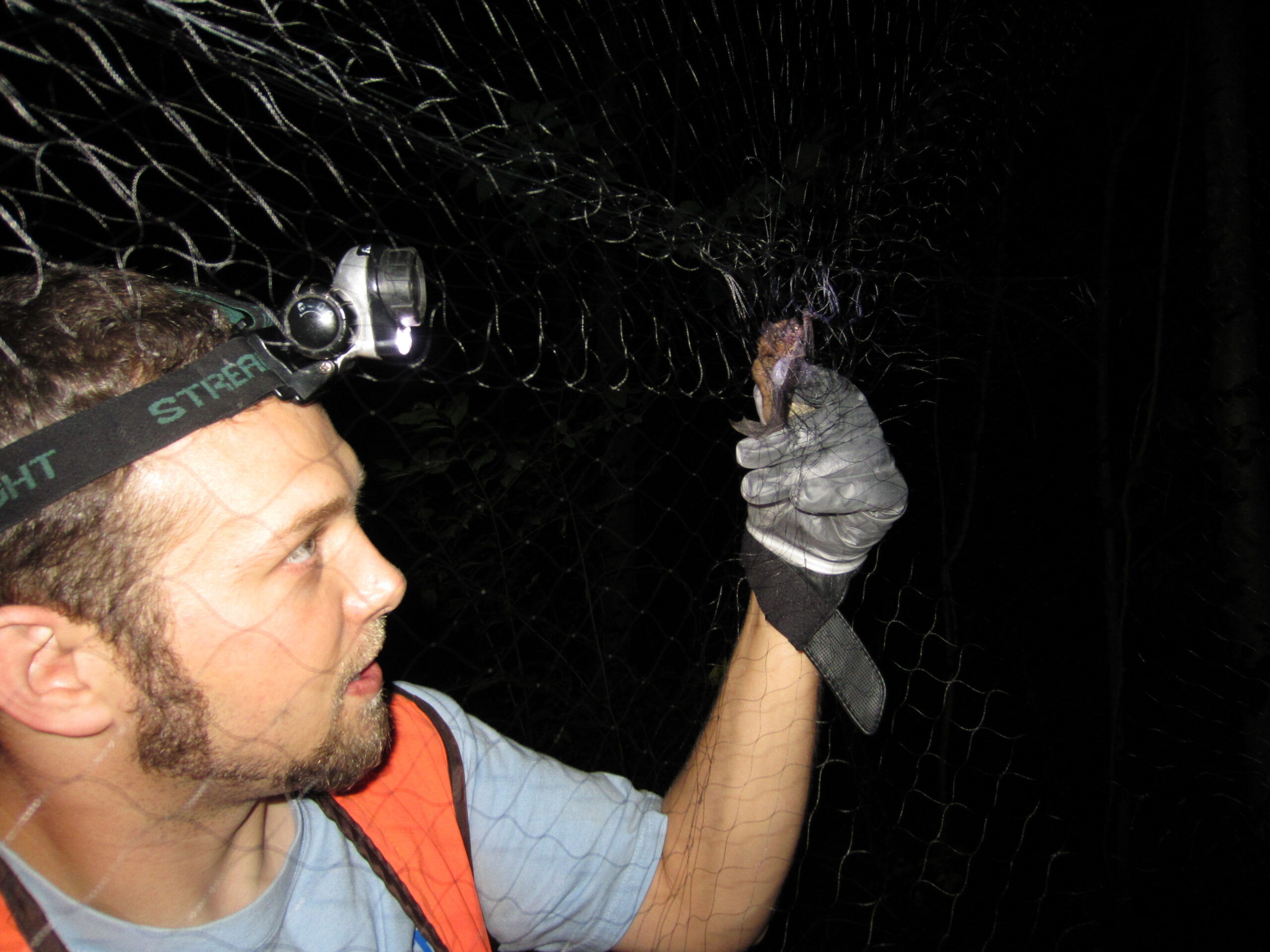 Jeremy Sheets examining a bat captured in a mist net