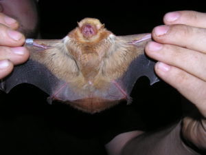 Bat tagged and ready for release