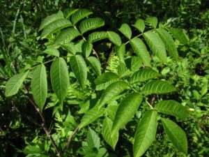 The pinnately compound leaves of Black Ash (Fraxinus nigra)