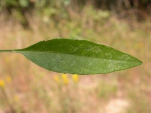 The simple stem leaf of Sky Blue Aster (Aster oolentangiensis)