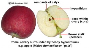 A cutaway view of an apple labeling the internal structures