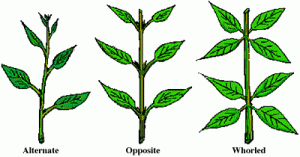 Picture illustrating the difference between alternate, opposite and whorled leaf arrangements