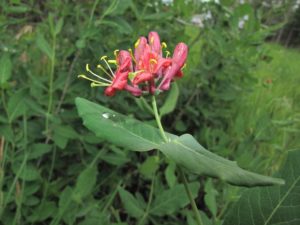 Note the swelling at the base of the tubes of the gibbous corollas of Lonicera dioica