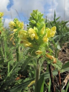 The corollas of Pedicularis canadensis are galeate