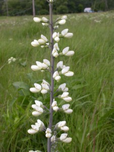 Baptisia leucantha