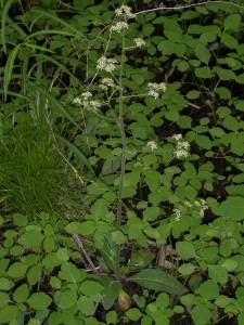 Saxifraga pensylvanica