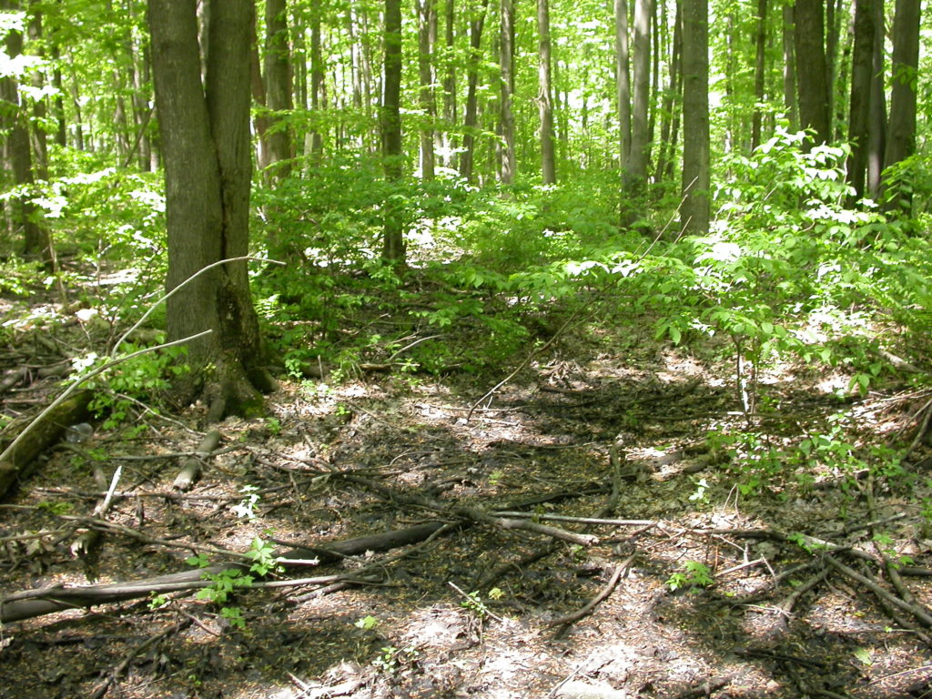 Northeast Swamp Forest 2_5-31-2008_Sebert County Park | Orbis ...